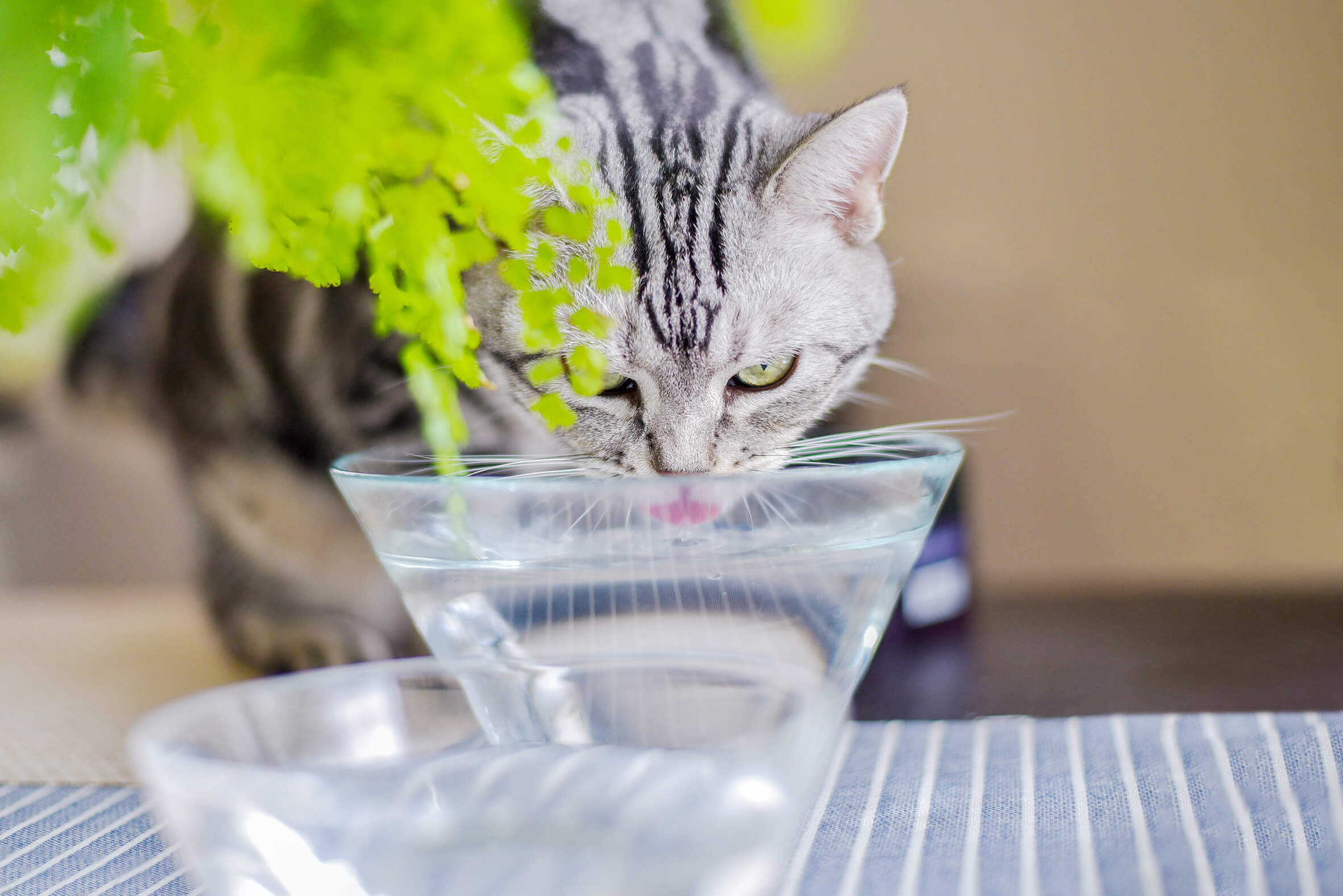 猫の熱中症